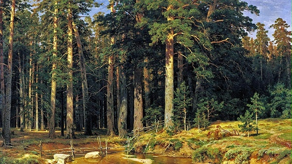 俄罗斯樟子松原始森林